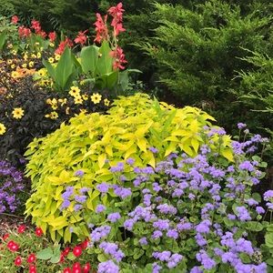 Meet your Posher, Lanelle